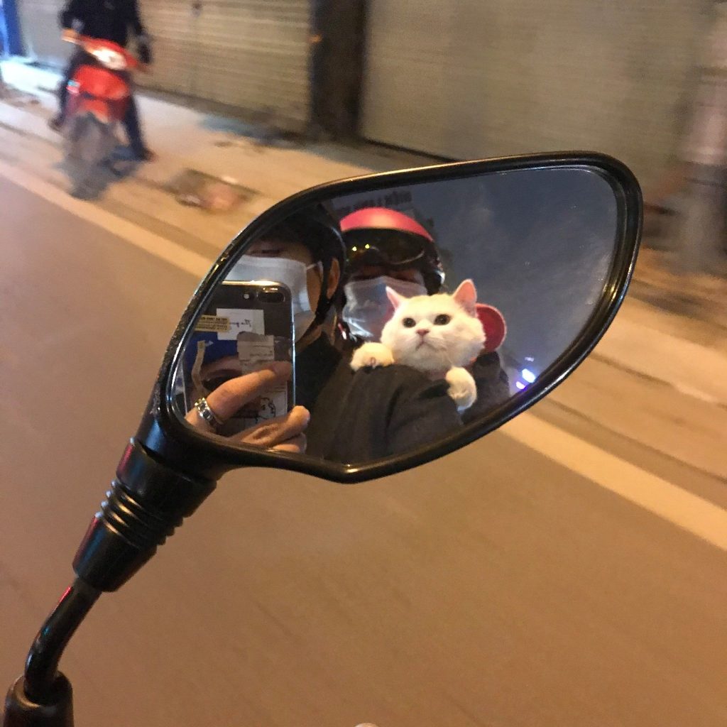 Chat Moto